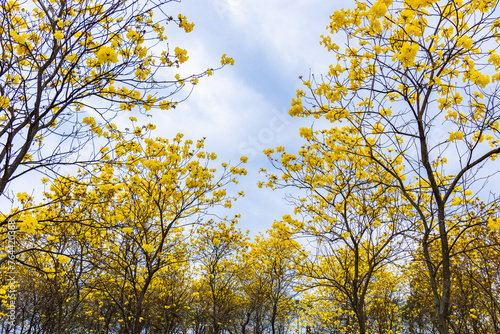 Golden Tabebuia chrysotricha or golden trumpet tree bloom in spring. Golden flowers in the park in south china. photo