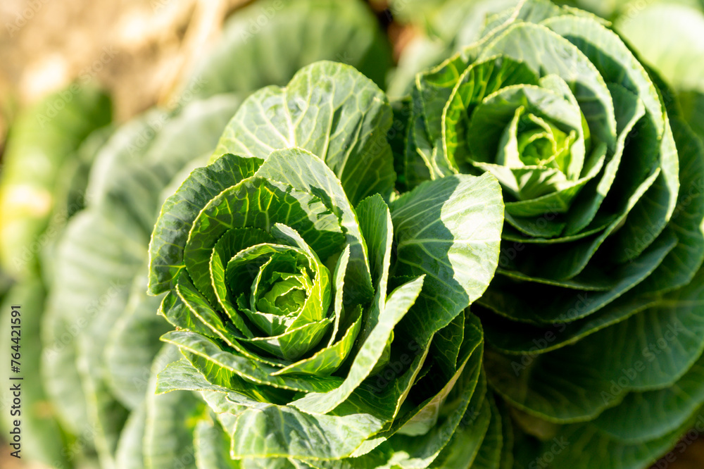 Fototapeta premium Decorative garden cabbage in a summer park