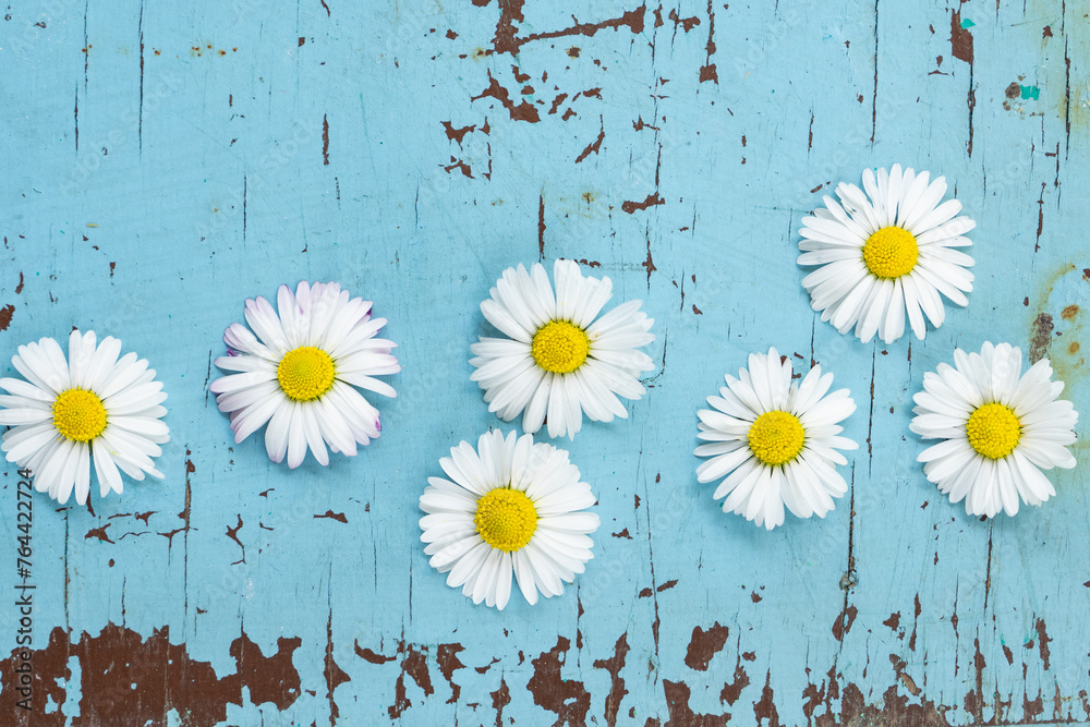 Fototapeta premium Daisy and Spring Flowers Concept Photo, Üsküdar Istanbul, Turkiye (Turkey)