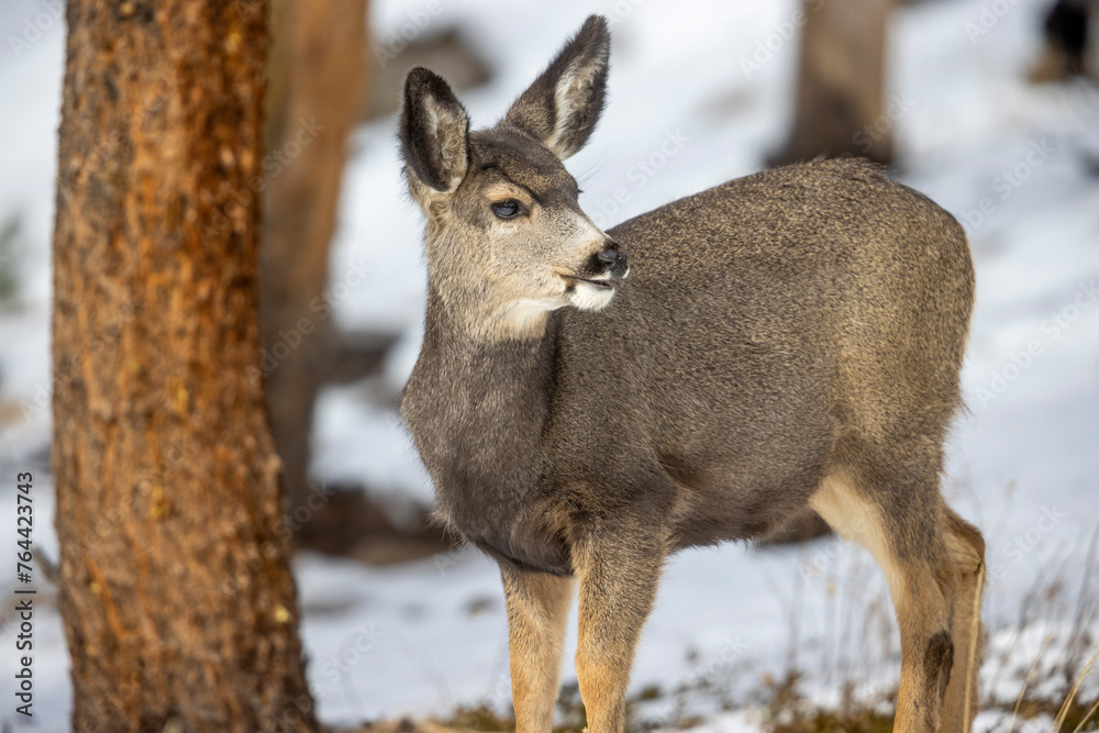 Fototapeta premium deer