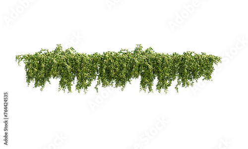 Fototapeta Naklejka Na Ścianę i Meble -  Ivy green with leaf. A trail of realistic ivy leaves. Png transparency