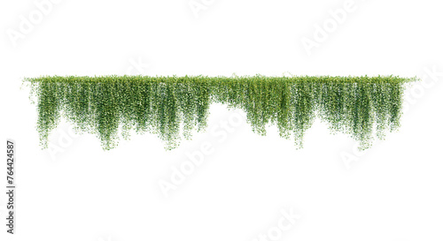 Fototapeta Naklejka Na Ścianę i Meble -  Ivy green with leaf. A trail of realistic ivy leaves. Png transparency