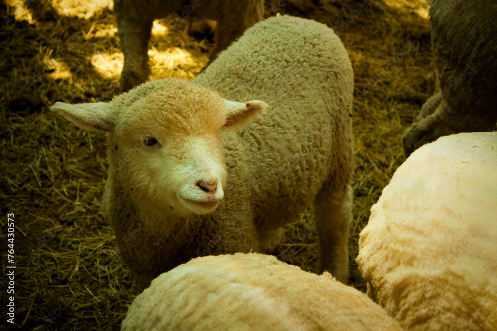 Obraz premium sheep and lambs
