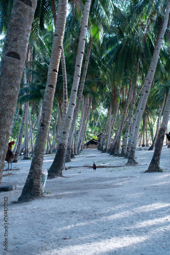 trees on beach
