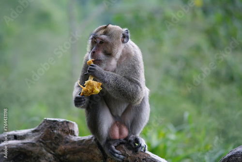 Grey long tailed monkey eating fried banana stolen from homes near the forest photo