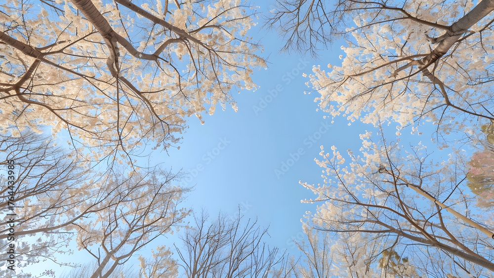 A spectacular view of cherry blossoms in full bloom on a warm, beautiful spring day. Feel the beauty of the cherry blossoms that herald spring. A spectacular view of cherry blossoms in full bloom on a warm, beautiful spring day. Feel the beauty of the cherry blossoms that herald spring.