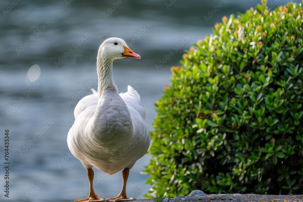 Obraz premium A white ornamental goose standing beside a sculpted bush.