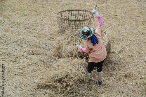Thai female farmer harvest and carry rice straw to livestock.