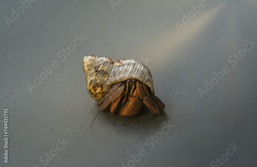 Close up shot of marine hermit crab from tropical beach of Indonesia photo