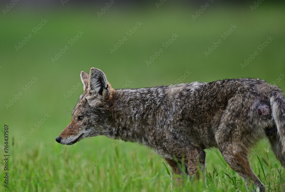 Fototapeta premium Coyote Strolling in the bush