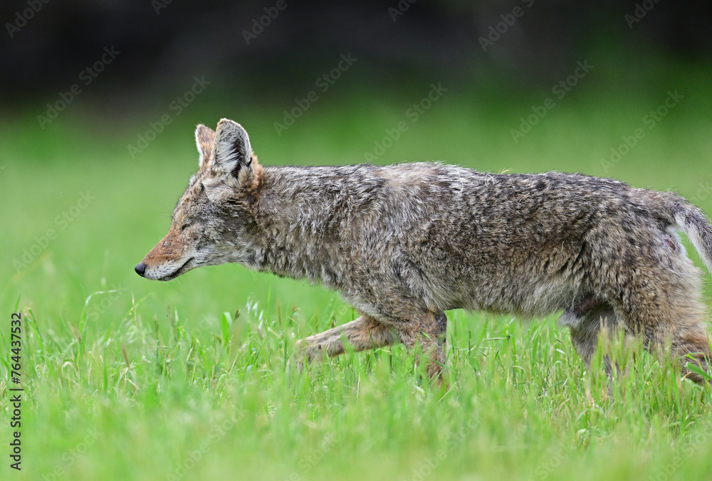 Coyote Strolling in the bush 