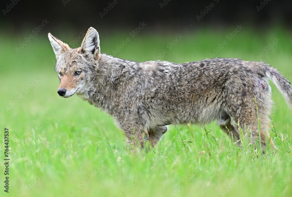 Obraz premium Coyote Strolling in the bush 