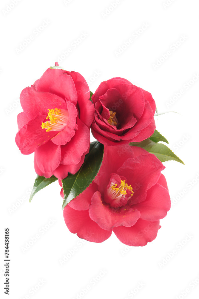 flowers of camellia japonica isolated on a white background flowers of camellia japonica isolated on a white background
