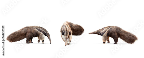 collection, Giant anteater isolated on White Background. clipping path included. Anteater zoo animal walking facing side. Giant Anteater, Myrmecophaga tridactyla, animal with long tail ane long nose. photo