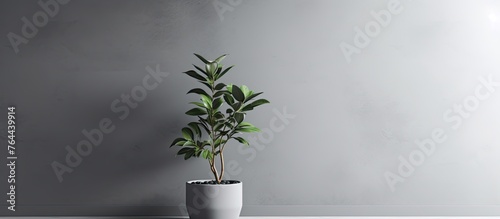 A detailed view of a lush plant growing in a container placed on a clean white floor