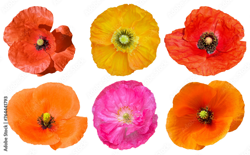 set of poppies isolated on white background set of poppies isolated on white background