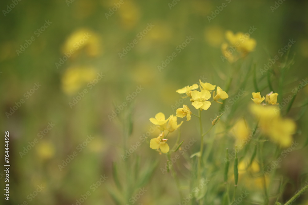 春の花(大勢の中の個々の花) 春の花(大勢の中の個々の花)