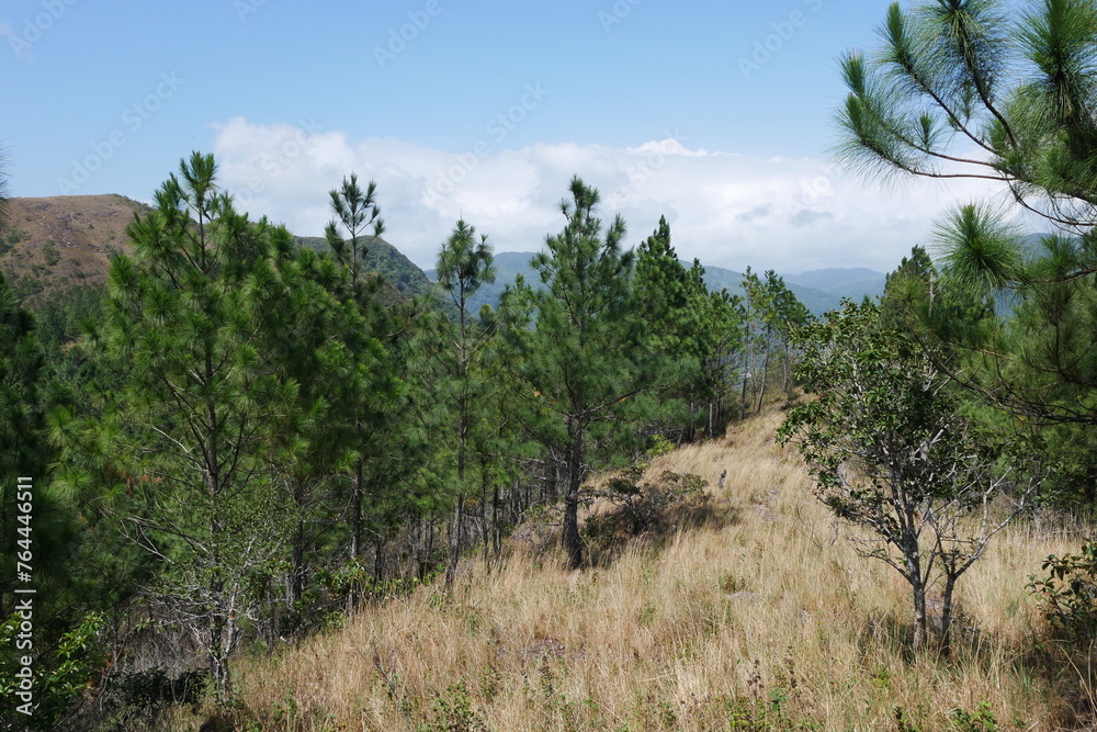 Kiefernwald in den Bergen von El Valle de Antón in der Caldera in den tropischen Bergen in Panama Kiefernwald in den Bergen von El Valle de Antón in der Caldera in den tropischen Bergen in Panama