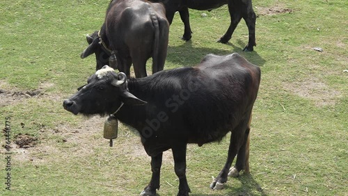 Domestic water buffaloes grazing in the meadow slow motion 240fps photo