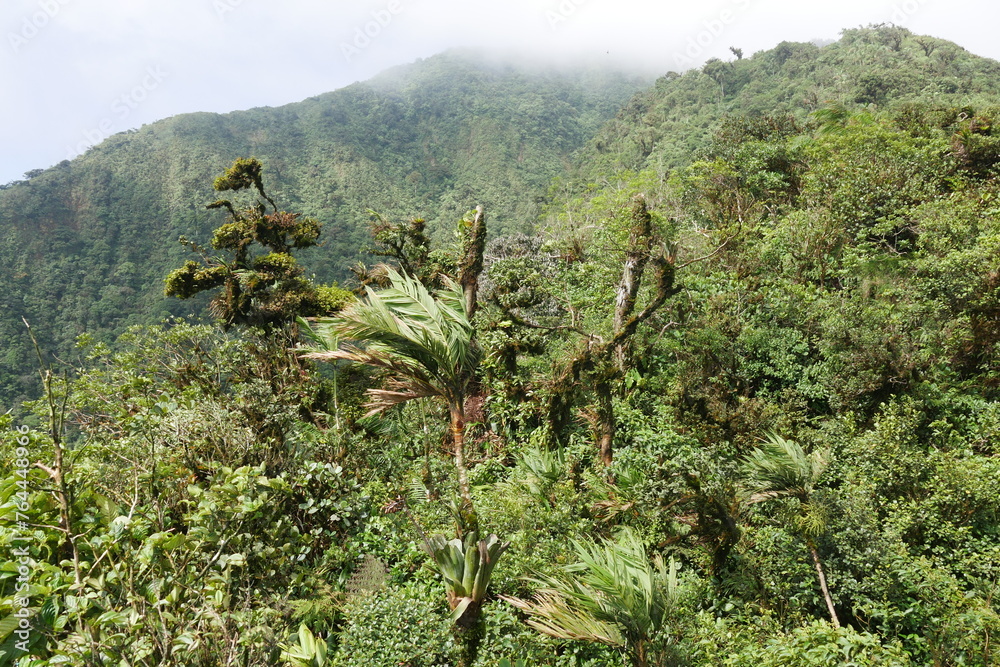 Tropischer Nebelwald mit Nebel am Berg Cerro Gaital in El Valle de Antón in der Caldera in den tropischen Bergen in Panama