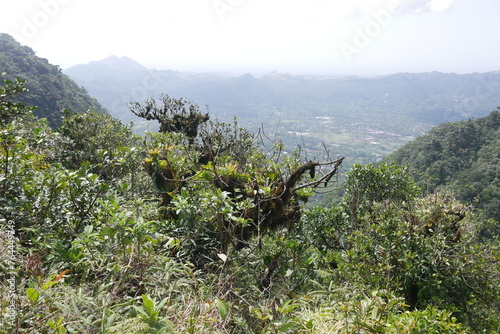 Tropischer Nebelwald am Berg Cerro Gaital in El Valle de Antón in der Caldera in den tropischen Bergen in Panama photo