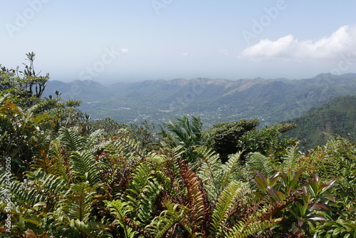 Tropischer Nebelwald am Berg Cerro Gaital in El Valle de Antón in der Caldera in den tropischen Bergen in Panama photo