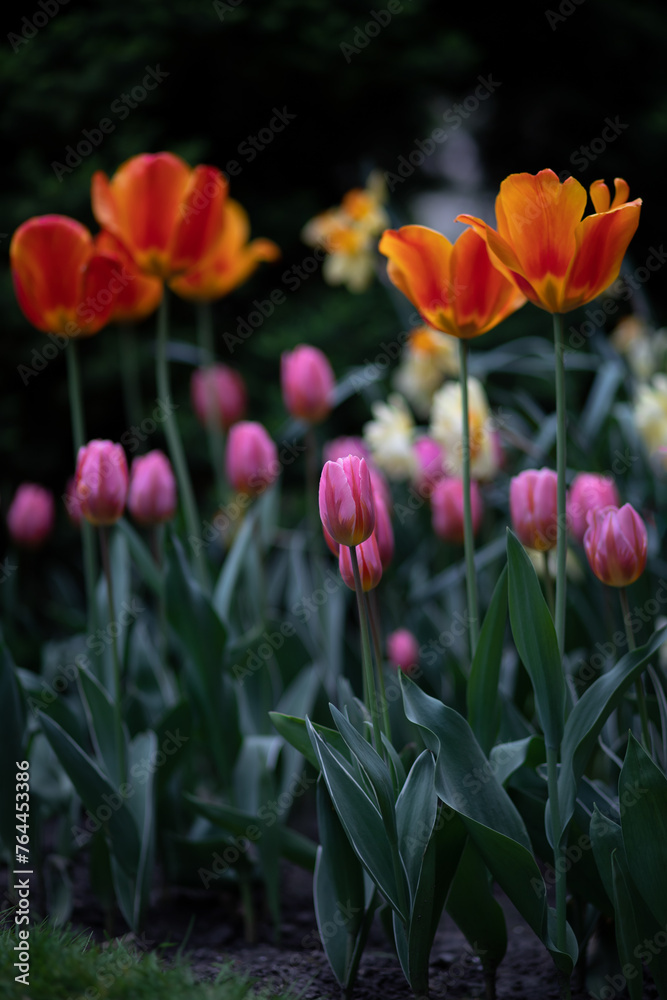 Obraz premium Colorful tulip flowers blooming in the garden in spring.