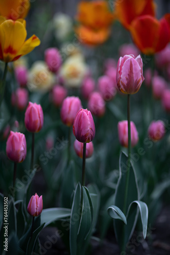  A beautiful bouquet of tulips in the garden. Tulips in spring  colorful tulips.