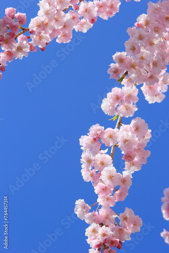 青空に映える八重咲きの枝垂れ桜のクローズアップ 青空背景