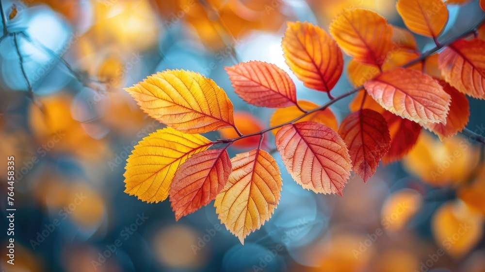 beautiful yellow red and orange leaves in an autumn park