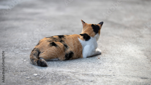 Cute cat sitting on the floor