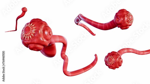 3D animation of isolated tapeworm. it is a flat, parasitic worm that lives in the intestines of an animal host photo