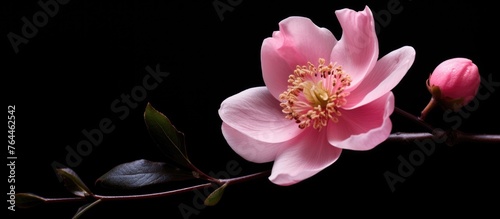 An elegant and delicate pink flower isolated on a dark black background, highlighting its vibrant color and intricate petals
