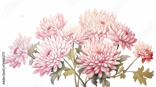 Hand drawn beautiful chrysanthemum watercolor illustration