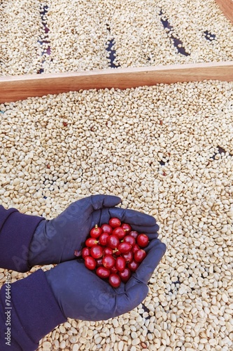 close up of fresh coffee beans on hand 