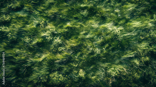 An aerial view reveals the rough texture of green grass  capturing the essence of desertwave.