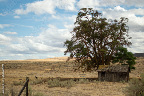 Abandoned Shack and Lone Tree