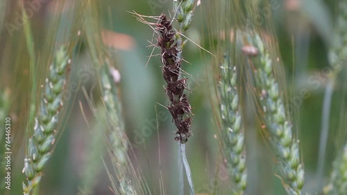 Loose smut - which infected the spikelet triticale Ustilago tritici disease on wheat in the field slow motion 240fps photo