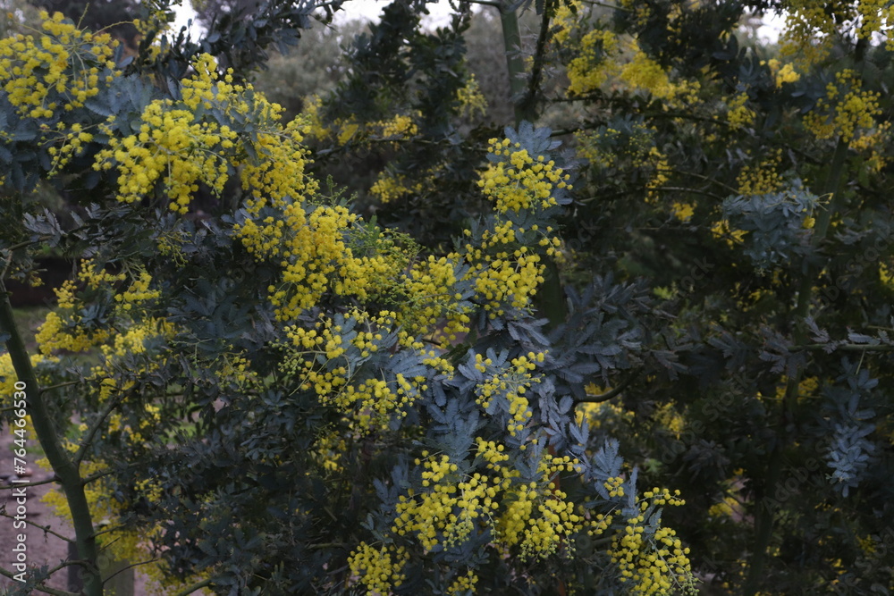 Fototapeta premium Mimosa tree in bloom