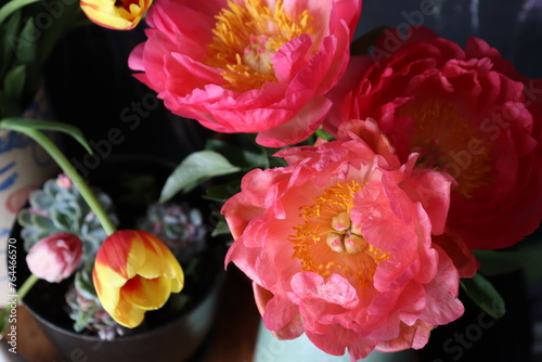 Pink peonies and tulips in a vase