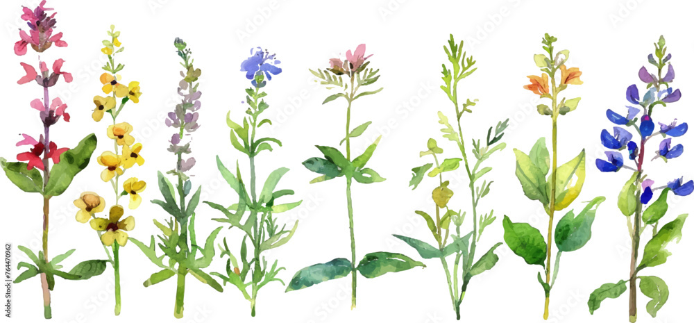 Watercolor Collection of Wildflowers and Herbs in Full Bloom Watercolor Collection of Wildflowers and Herbs in Full Bloom