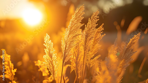 Tall grasses backlit by the rising sun, emphasizing the intricate details and creating a warm, ethereal glow