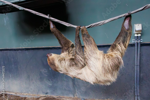 可愛いフタユビナマケモノ（ナマケモノ科）。

日本国神奈川県川崎市、カワスイにて。
2023年9月4日撮影。

Lovely Linne's Two-toed Sloth (Choloepus didactylus, Linne's Two-toed Sloth, family comprising sloth (Sth. Amphibia rufa)).

At Kawasui aquarium photo