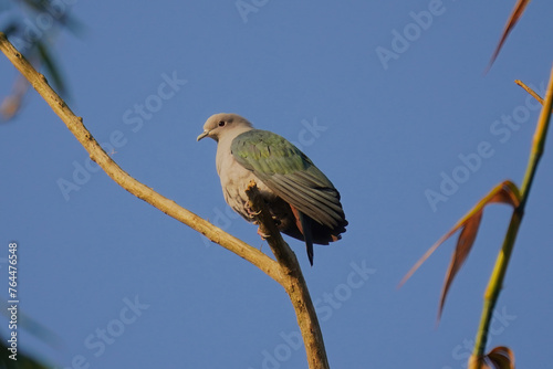 Green imperial pigeon photo