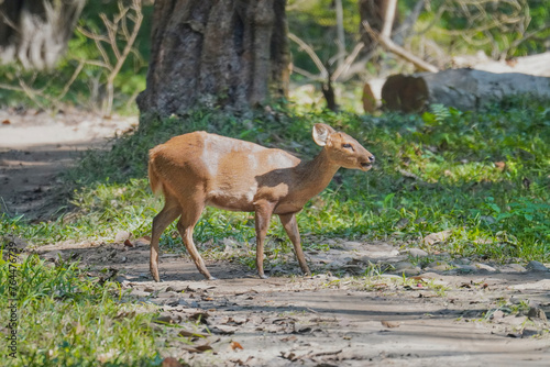 Indian hog deer