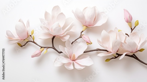 elegant magnolia blooms with velvety petals on a white background for design layouts