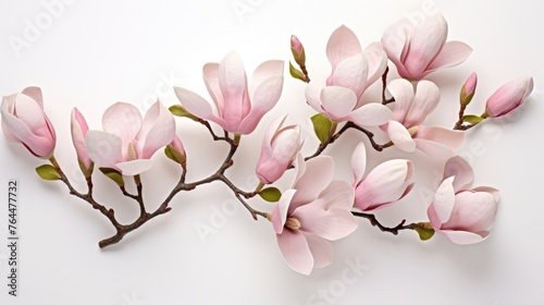 elegant magnolia blooms with velvety petals on a white background for design layouts © Usman