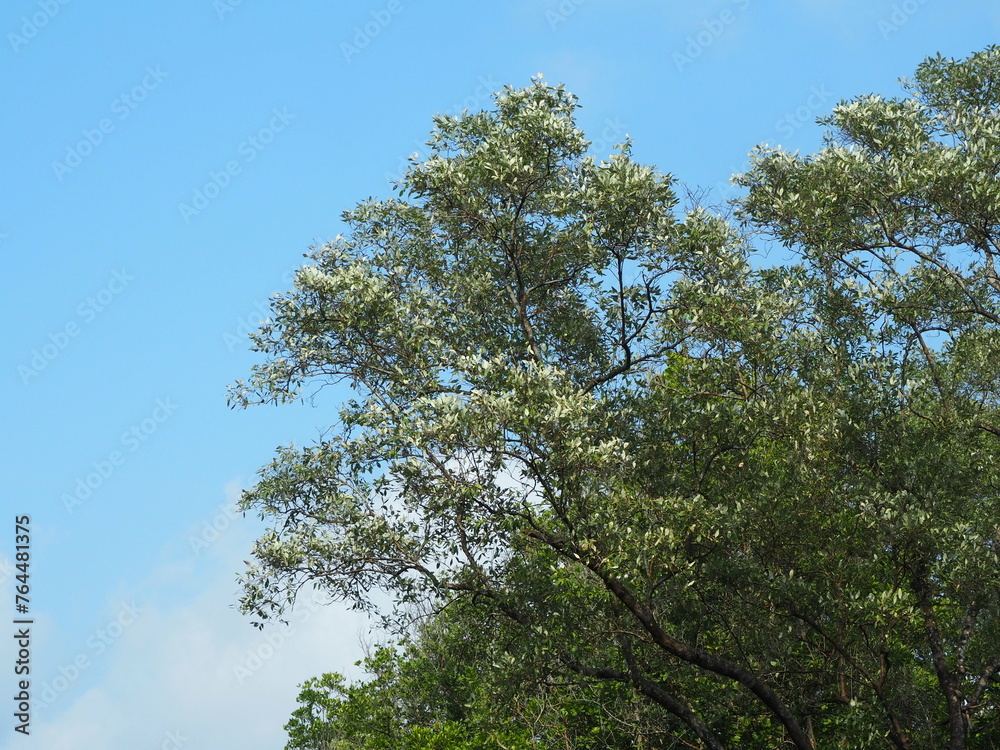 trees and sky. Part of tree top with blue sky in very strong sunshine day. Background of summer season. trees and sky. Part of tree top with blue sky in very strong sunshine day. Background of summer season.