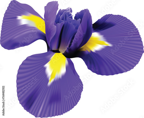 iris flower. white isolated background with clipping path. Closeup no shadows. Nature.