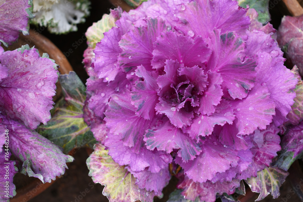 Ornamental Kale Horizontal, background of purple decorative cabbage, ornamental cabbage plants, cabbage flower closeup, Ornamental Kale Horizontal, background of purple decorative cabbage, ornamental cabbage plants, cabbage flower closeup,